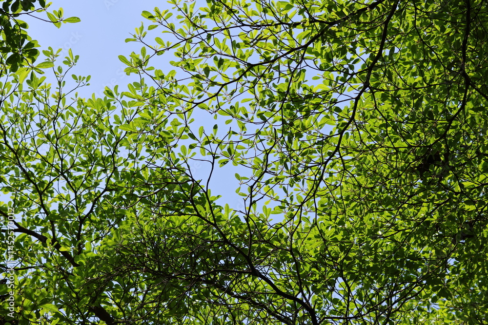 Fototapeta premium Bright Green Tree canopy, illuminated by the bright sunlight, with a pale blue sky.