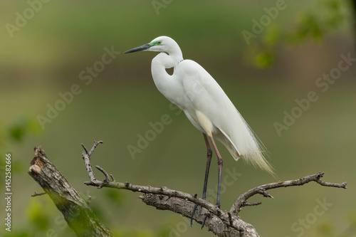 低い木の枝に立つダイサギ