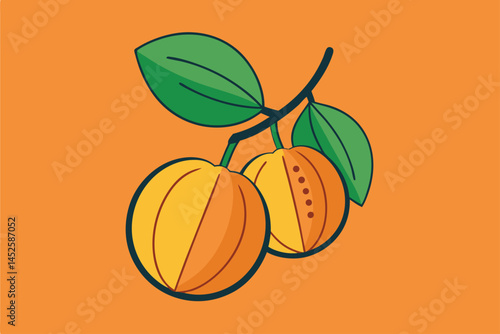 vector illustration of ripe apricots