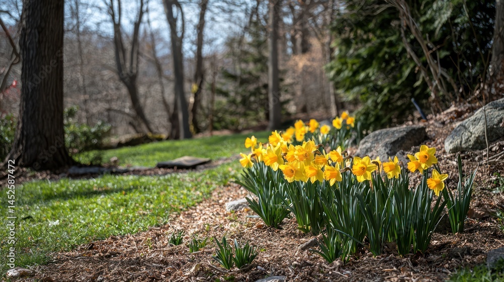 Obraz premium Yellow daffodils blooming in the spring.