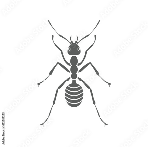 ant isolated on white background