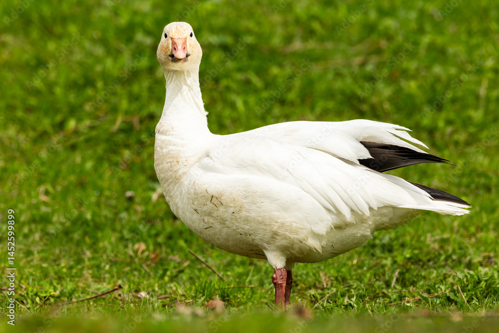 Selective focus view of greater snow goose staring ahead while standing in park in the Cap-Rouge area in the spring, Quebec City, Quebec, Canada Selective focus view of greater snow goose staring ahead while standing in park in the Cap-Rouge area in the spring, Quebec City, Quebec, Canada