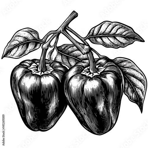 Pepper vintage woodcut vector, black engraving style sketch, antique spice artwork, hand drawn illustration, rustic cooking element, old-fashioned garden herb, culinary botanical print