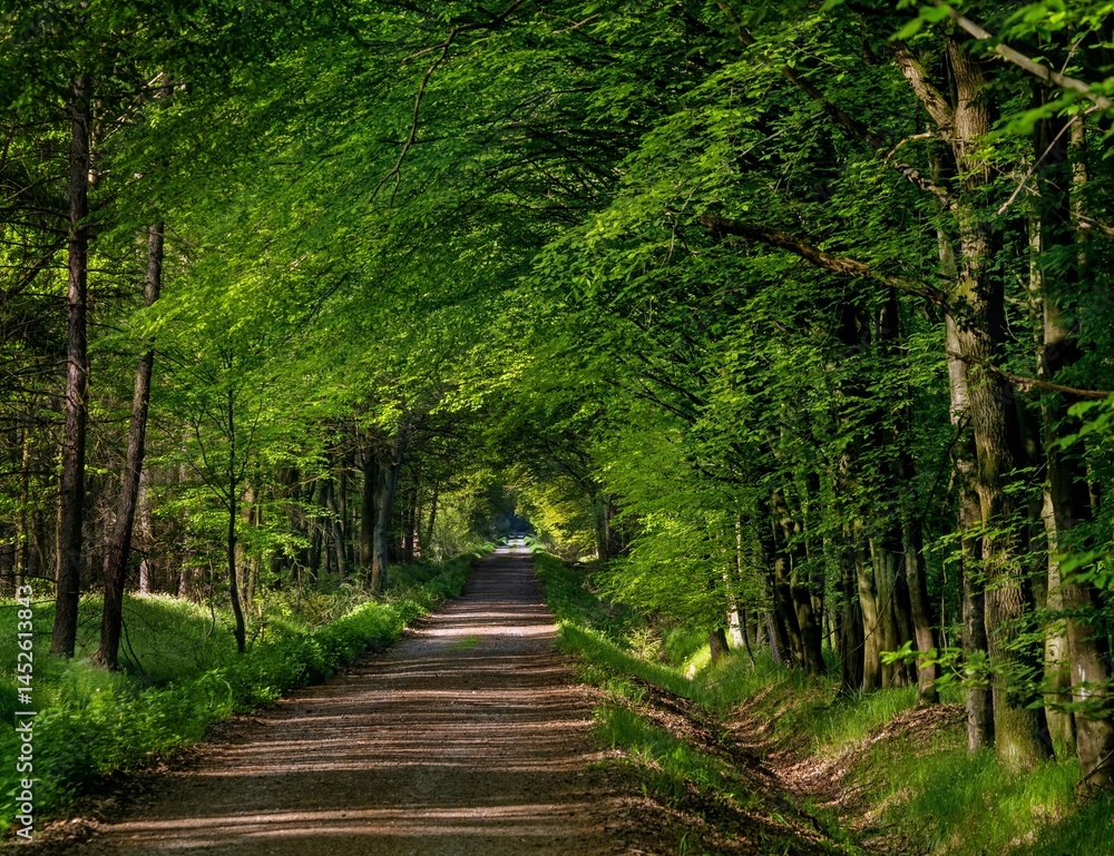 forest road, view of an ordinary green forest