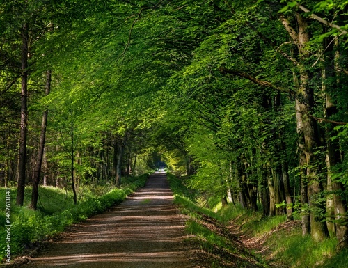 Obraz na płótnie forest road, view of an ordinary green forest w salonie