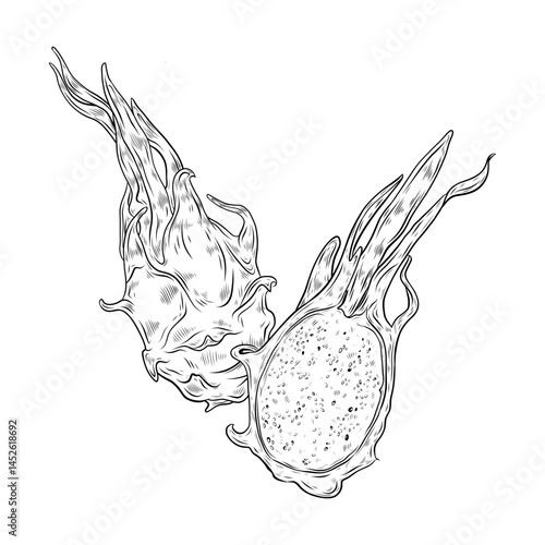 Vector graphics composition with dragon fruit. Exotic fruit pitahaya, dragon fruit illustration. Hand drawn graphics of exotic food, exotic fruits. Design and decoration of menu, packaging.
