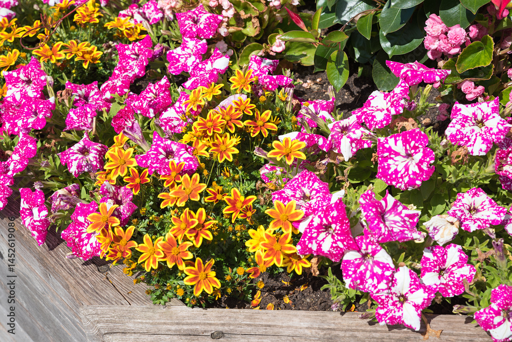 wooden planter with spotted pink petunias and orange tagetes flowers