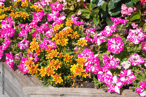 Obraz na płótnie wooden planter with spotted pink petunias and orange tagetes flowers w salonie