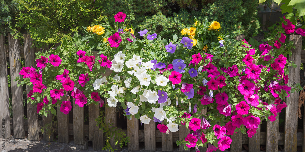 flowerbox with pink, purple and white petunias, wooden garden fence