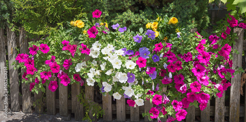 flowerbox with pink, purple and white petunias, wooden garden fence