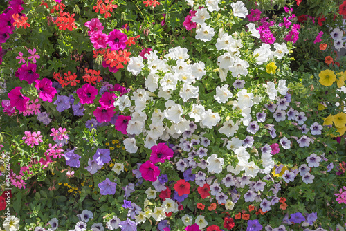 Obraz na płótnie lushly blooming petunias and geranium in several colors w salonie