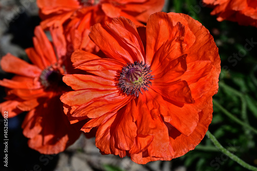 Fotografie orange red Papaver orientale plena flower