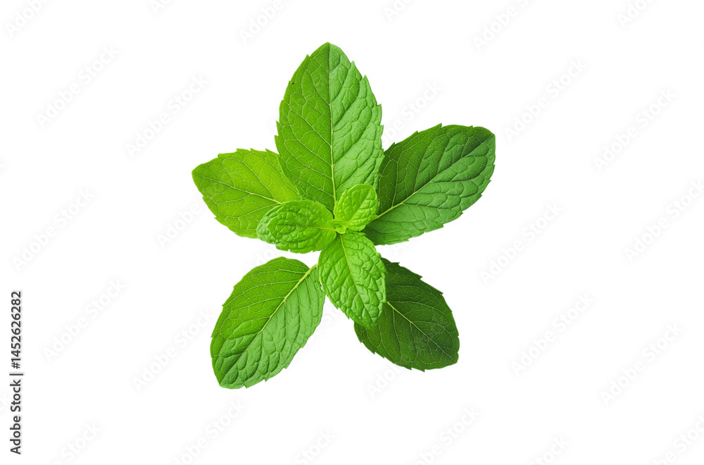 Vibrant Fresh Mint Leaves – Isolated Top View on White Background for Commercial Use Vibrant Fresh Mint Leaves – Isolated Top View on White Background for Commercial Use