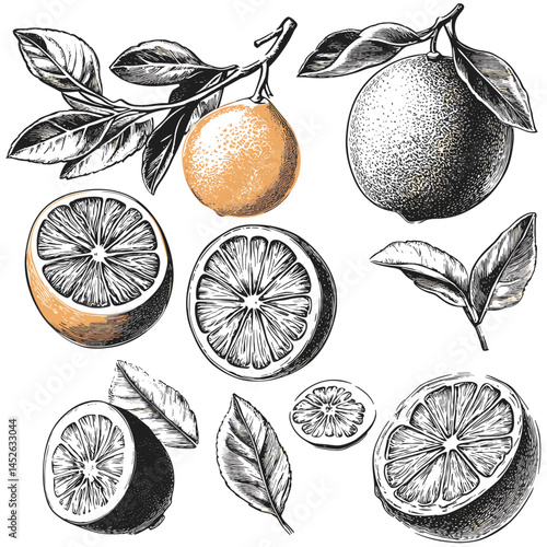 Vintage citrus fruit set with leaves, black sketch, old woodcut engraving, vector illustration, botanical drawing, hand drawn citrus, retro fruit design, antique fruit art, rustic,