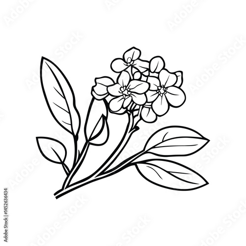 ForgetMeNot Outline, Black And White Floral with Transparent Background