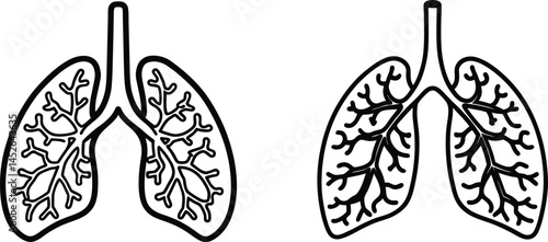 human lungs alveoli on white background
