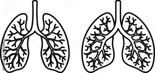 human lungs alveoli on white background