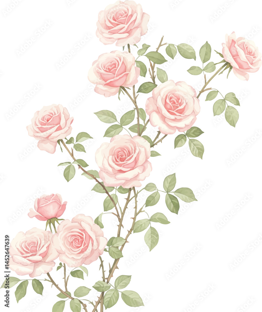 Watercolor Climbing Pink Roses, Elegant Pink Rose Branch Illustration Watercolor Climbing Pink Roses, Elegant Pink Rose Branch Illustration