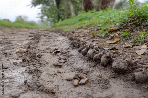Wallpaper Mural Muddy Tire Track in Rural Area Torontodigital.ca