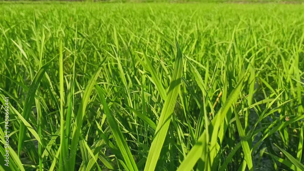 Rice farming in the countryside in a serene natural setting Rice farming in the countryside in a serene natural setting