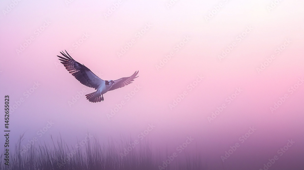 Obraz premium Osprey in Misty Dawn