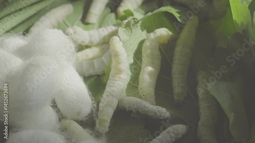 Spring silkworms actively consuming mulberry leaves and producing silk in a natural setting