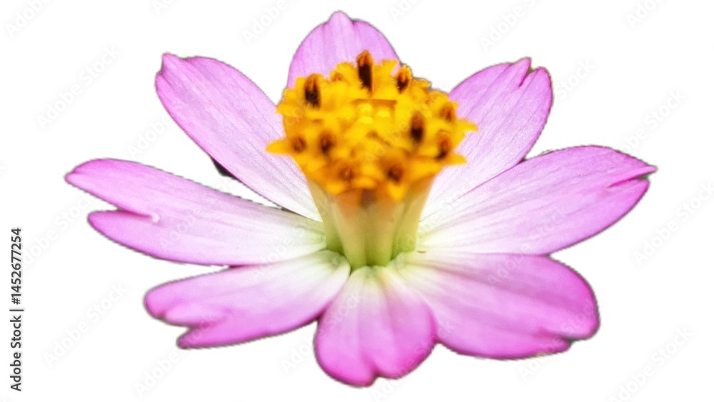 Naklejka premium Single Purple Cosmos Caudatus Flower on White Isolated Floral Element for Graphic Design and Illustrations