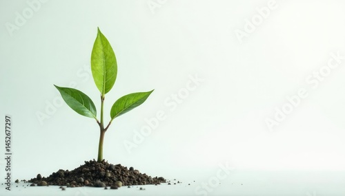 Wallpaper Mural Single slender sapling, delicate new growth, clean background , picture, graphic Torontodigital.ca