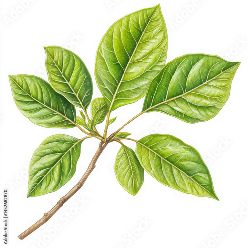 Green leaves and stem botanical art on white background