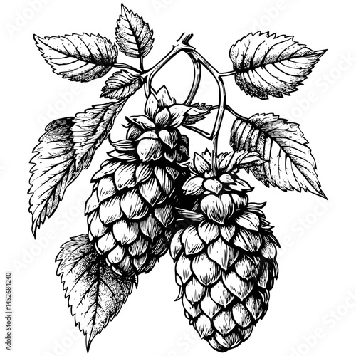 Vintage Hop Engraving, Woodcut Vector Illustration, Old Black Sketch Style, Trendy Botanical Element, Rustic Brewing Ingredient, Hand Drawn Craft Beer Icon, Retro Hop Art