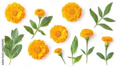 Set of bright marigold flowers with leaves on white background.
