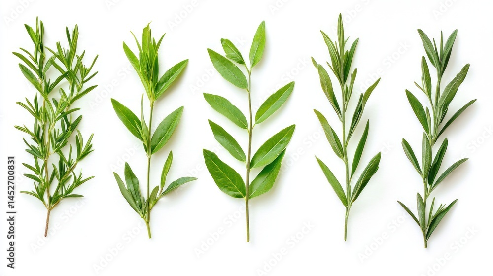 Fototapeta premium Set of fresh lavender sprigs with green leaves on white background.