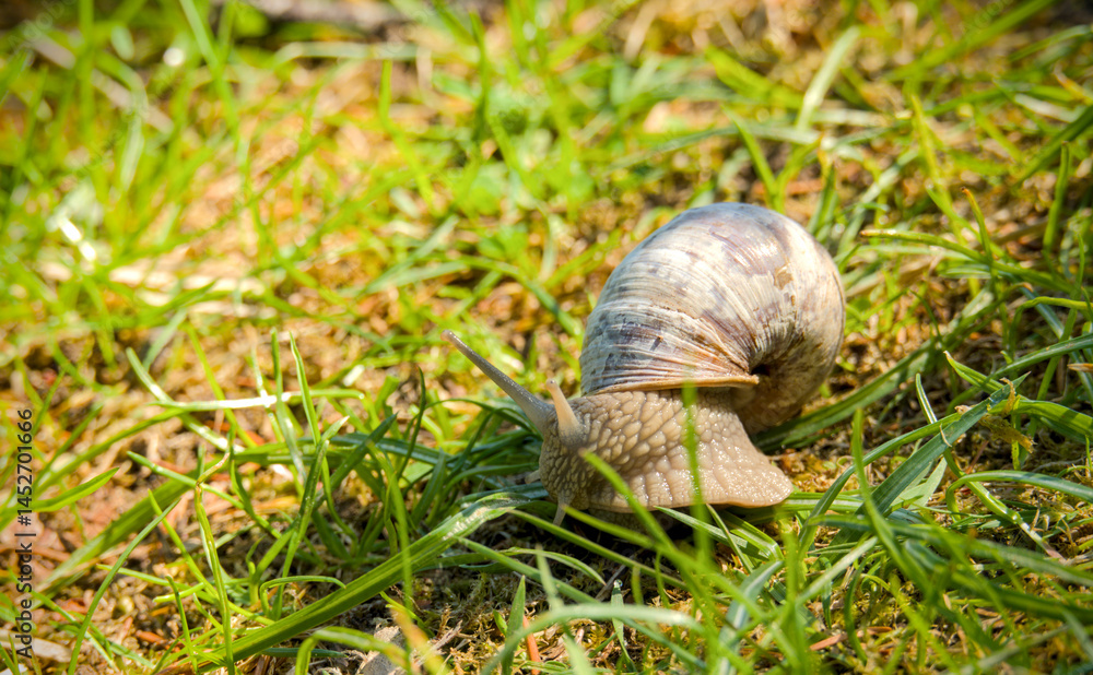 Edible snail crawling on the grass in the garden. Close-up Edible snail crawling on the grass in the garden. Close-up