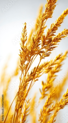 Golden Wheat Stalks Against White Background