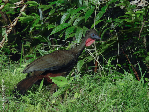 Crested Guan 