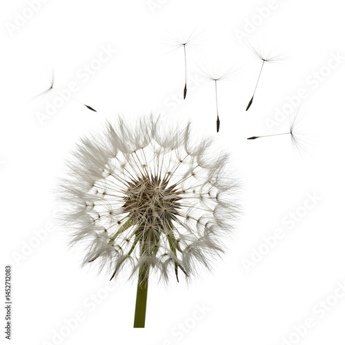 Wallpaper Mural Single fluffy dandelion ready to disperse seeds Torontodigital.ca