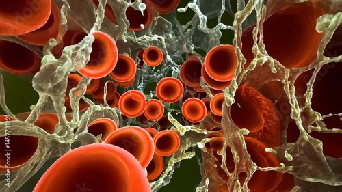 Microscopic Marvel: Captivating close-up of red blood cells within a complex biological structure, offering a glimpse into the intricate beauty of the human body and science.