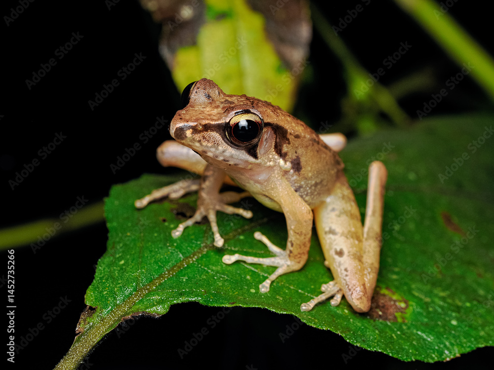 Obraz premium Javan torrent frog on a leaf