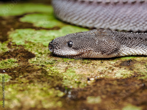 close up of a dragon snake (Javan tubercle)  on a rock