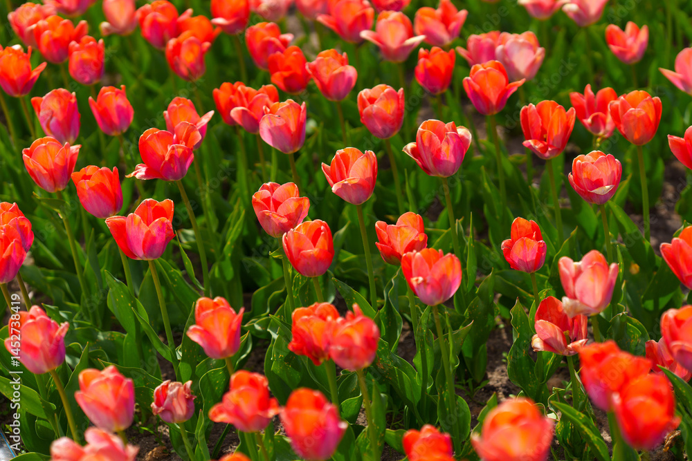 Vibrant Red Tulips Blooming in a Sunny Garden Setting Vibrant Red Tulips Blooming in a Sunny Garden Setting