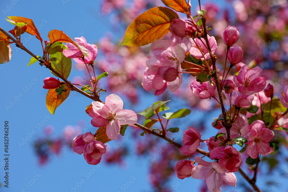 Apple blossom in spring garden on blue sky background. Pink flowers and red bugs on a branch