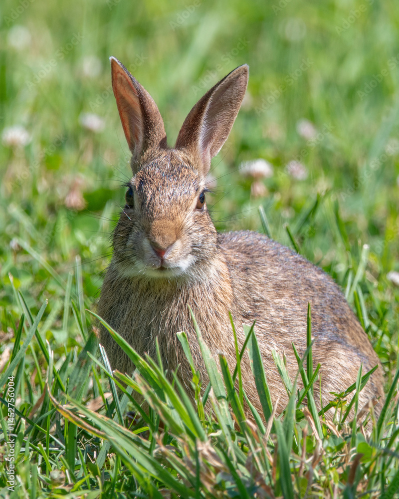 Fototapeta premium Cottontail rabbit in the Old Aucoot District, Mattapoisett, Massachusetts
