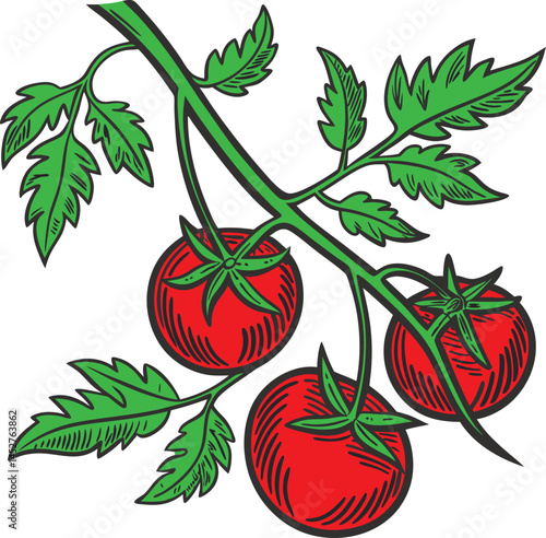 vector illustration of a cherry tomatoes