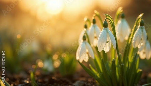 Delicate snowdrops blooming in the golden light of sunset, tranquil and fresh spring scene copy space
