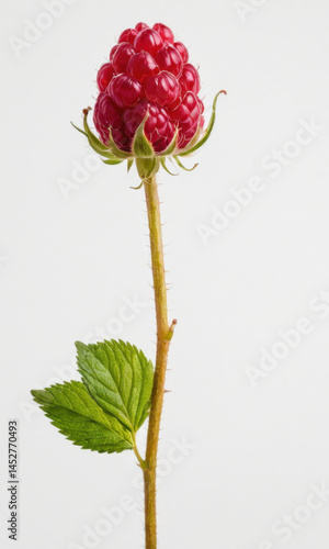 Obraz na płótnie A single fresh raspberry on a stem against a white background w salonie