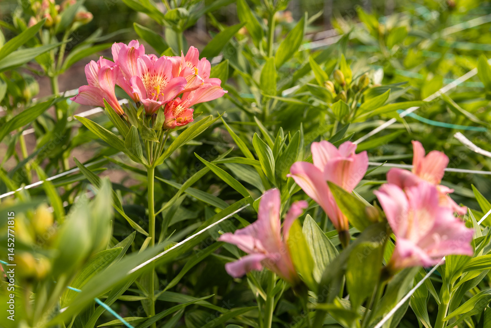 Fototapeta premium Soft pink flowers blooming in a lush greenhouse environment.