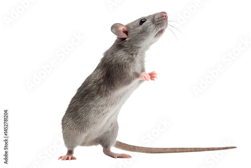 Curious gray rat standing upright isolated on black background looking upward