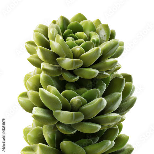 Stacked Echeveria Succulents Lush Green Rosettes for Botanical Design