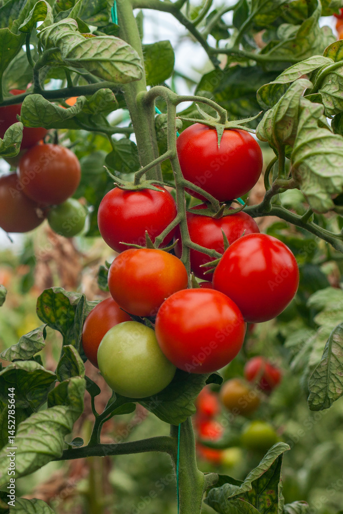 tomatoes in a greenhouse tomatoes in a greenhouse