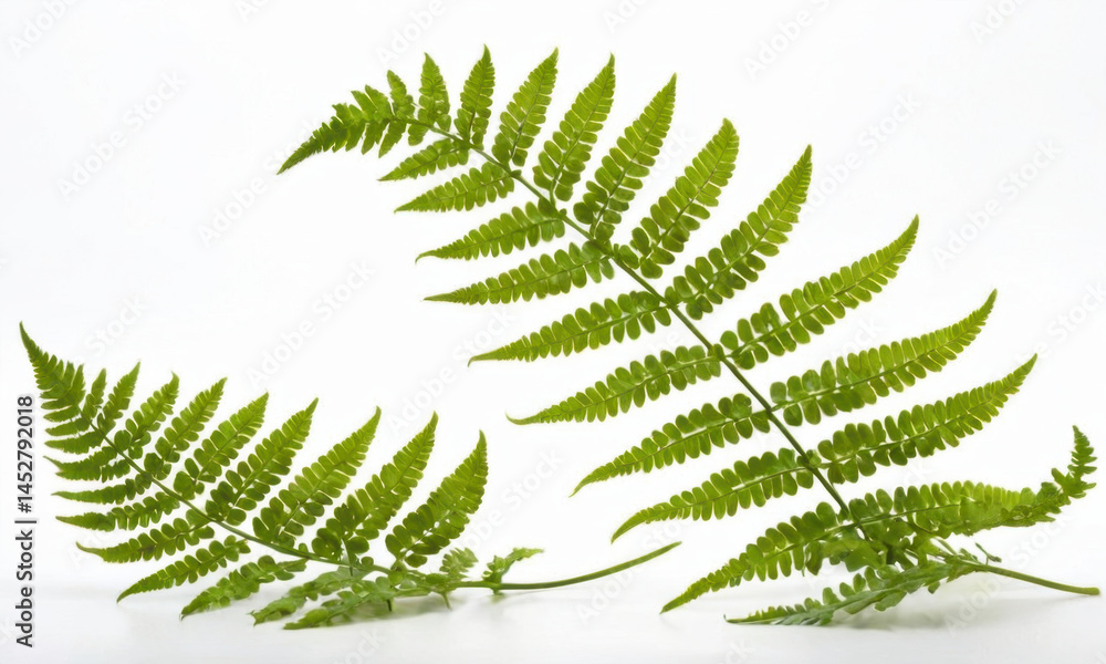 A close-up of a fern leaf on a white surface A close-up of a fern leaf on a white surface